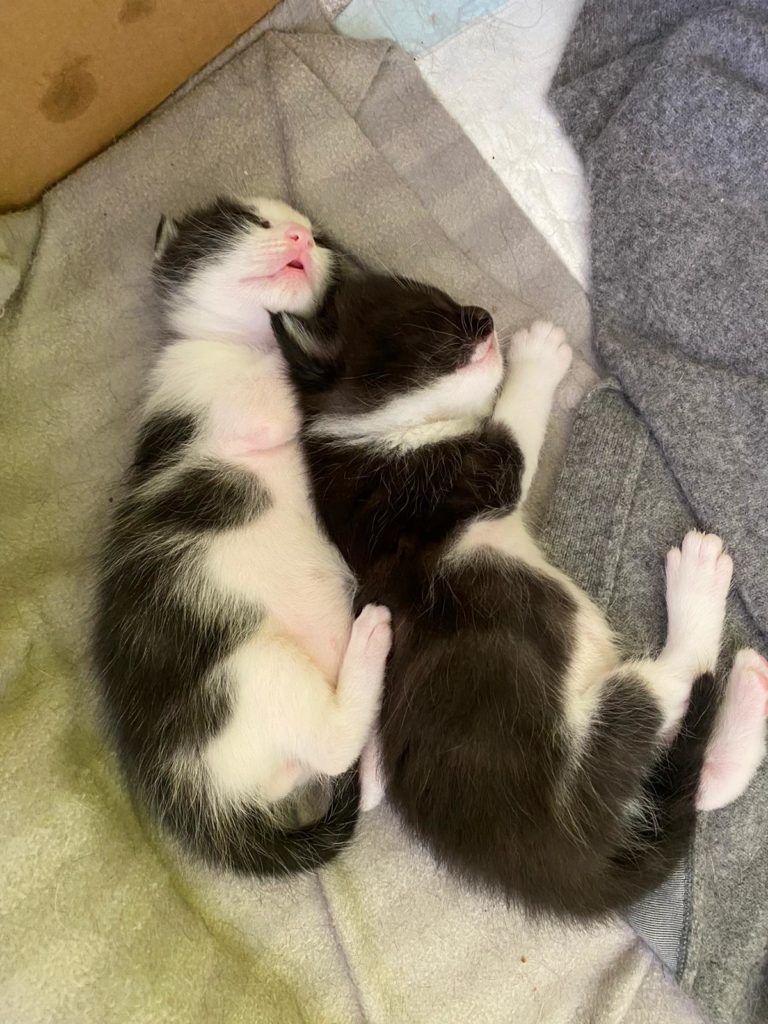 fratelli
