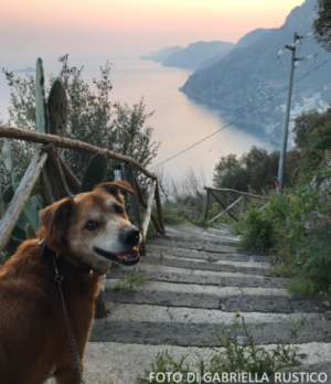 cane