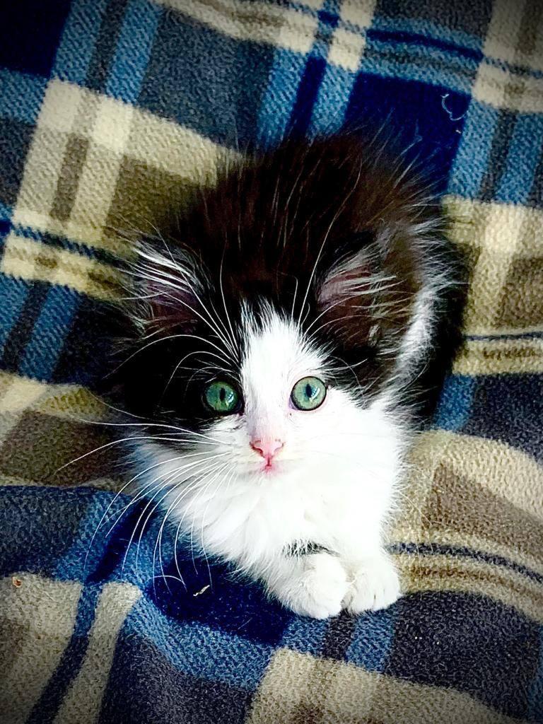 gatto b w